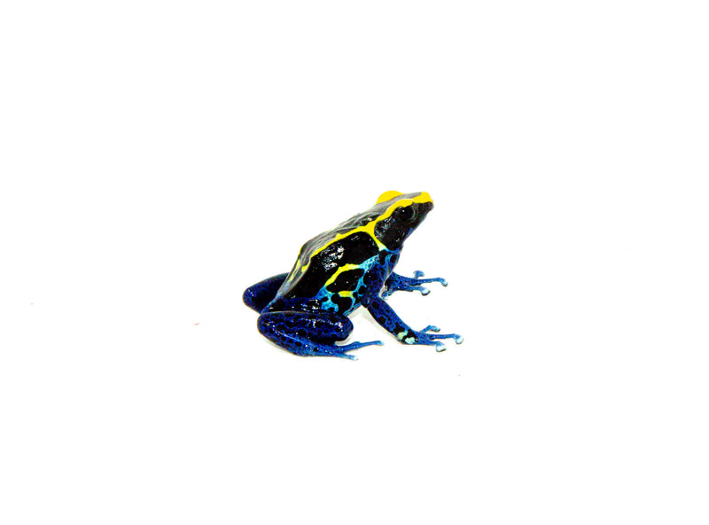 Cobalt Poison Dart Frogs